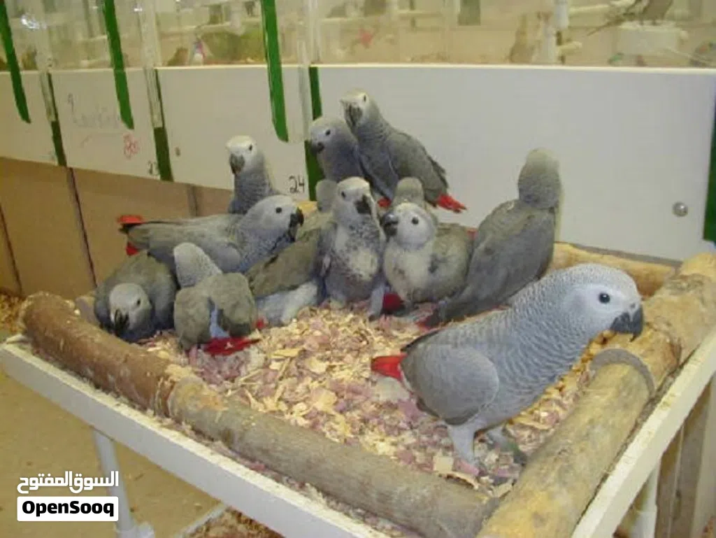 Congo African Grey Parrots – Hand-Reared & Captive Bred in the UAE