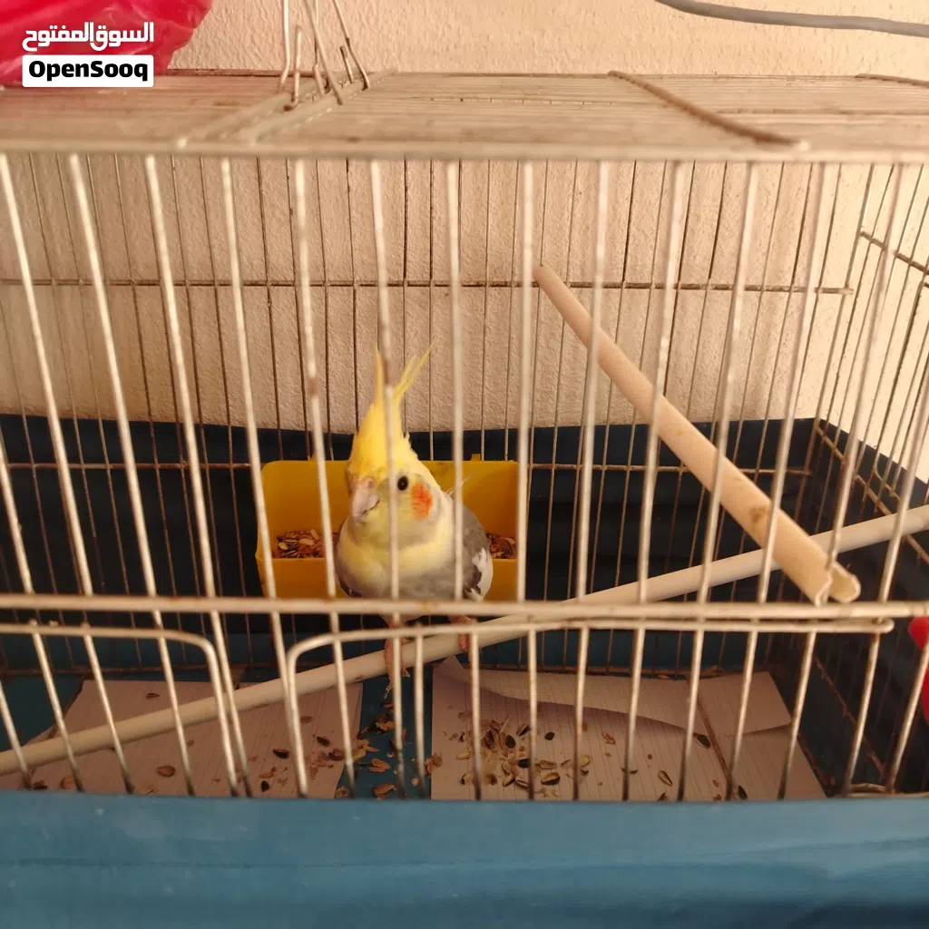 دكر كوكتيل