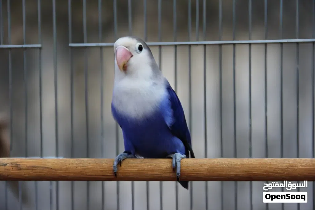 فيشر طفره Lovebird ترويض فل