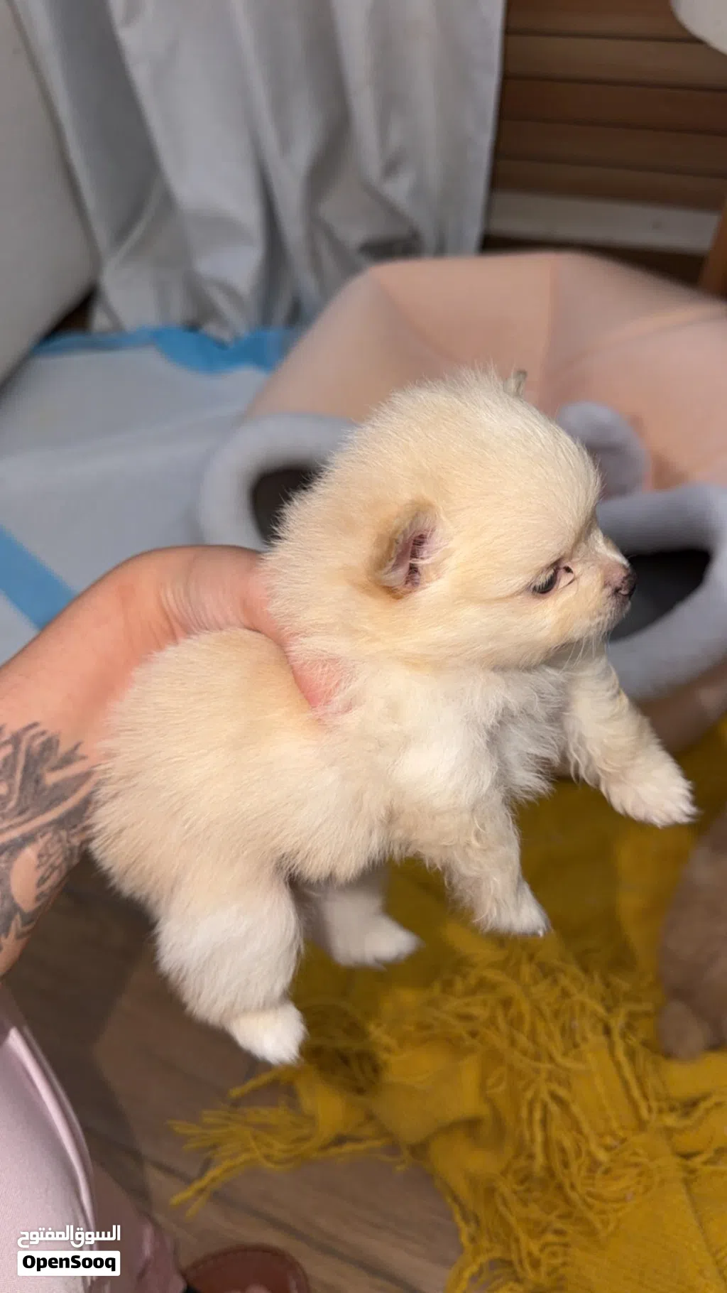 Pure Pomeranian