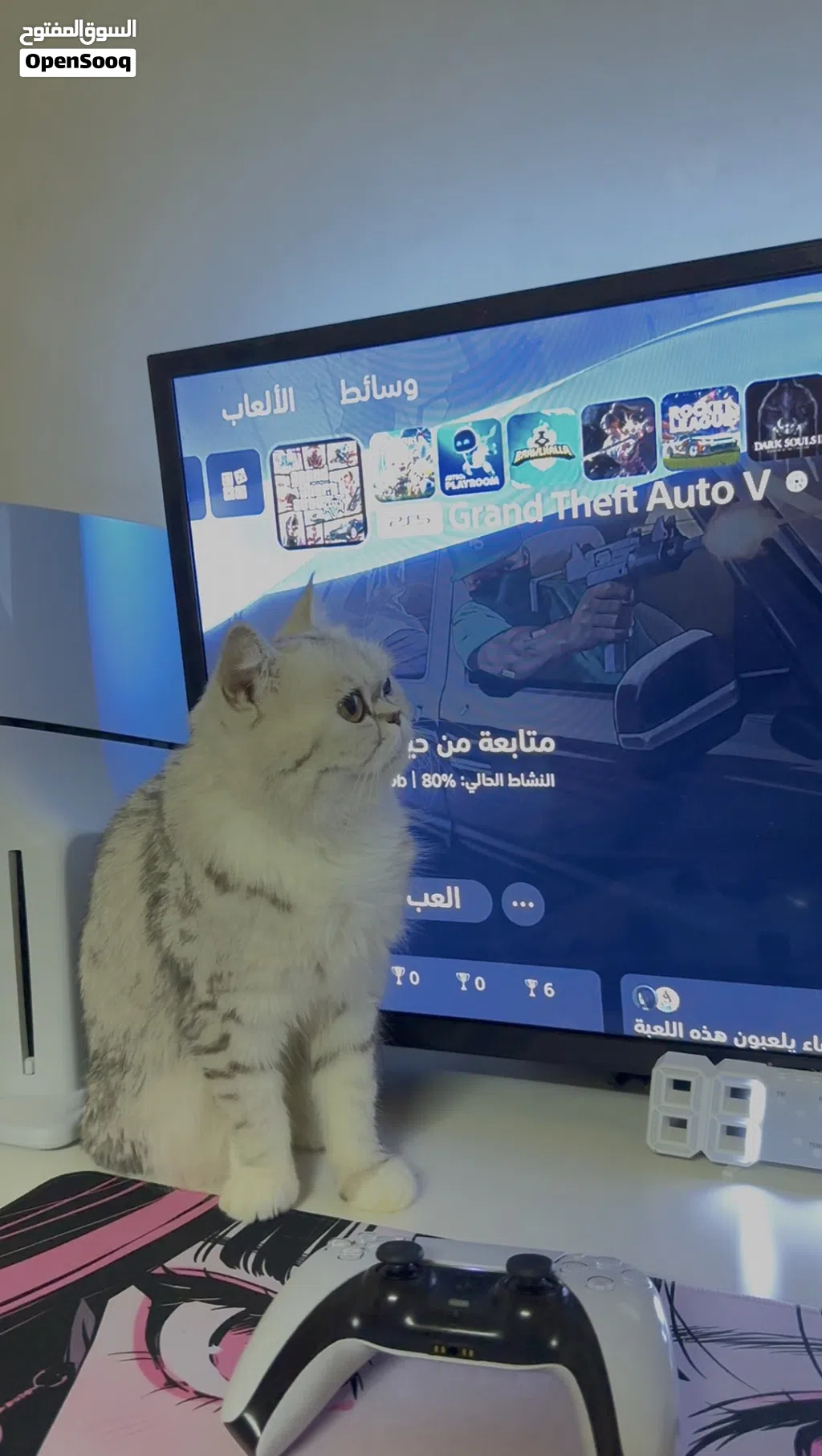 British Shorthair بريتش شورت هير انثى