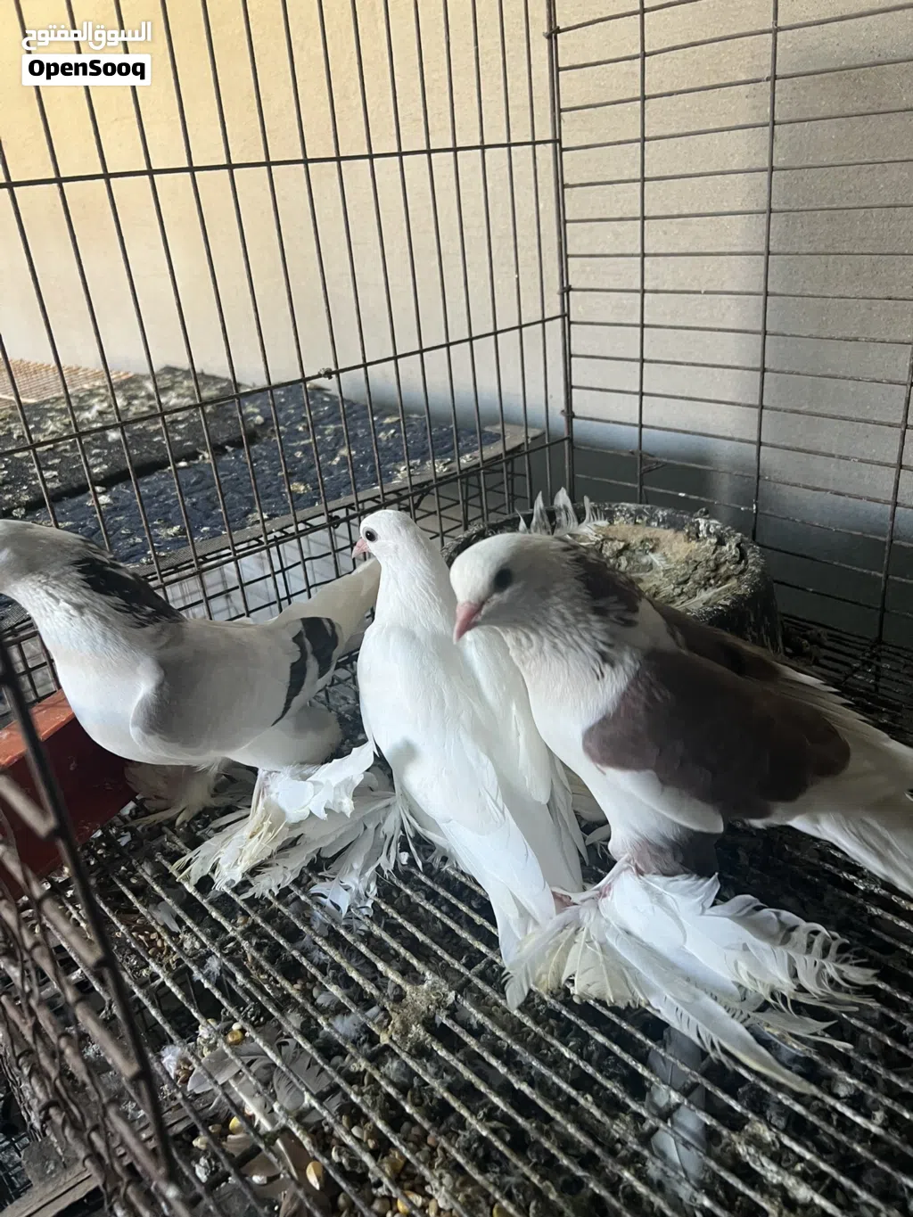 حمام للبيع بسعر نار .