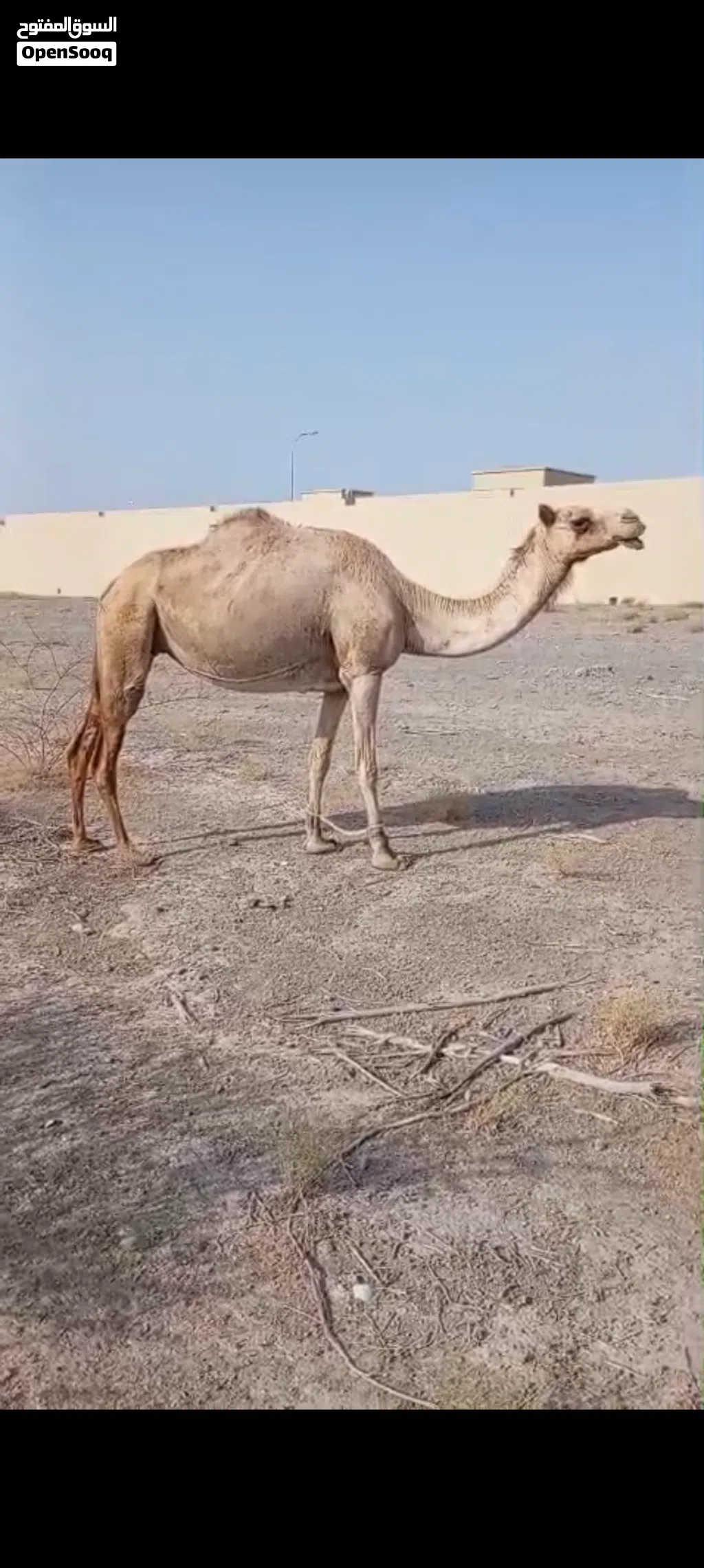 ناقه للبيع