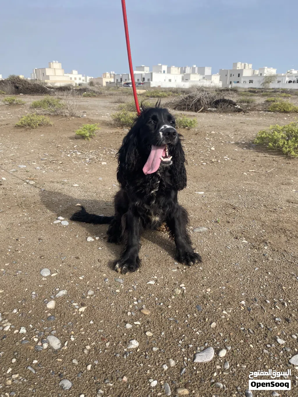 انثى كوكر - female cocker