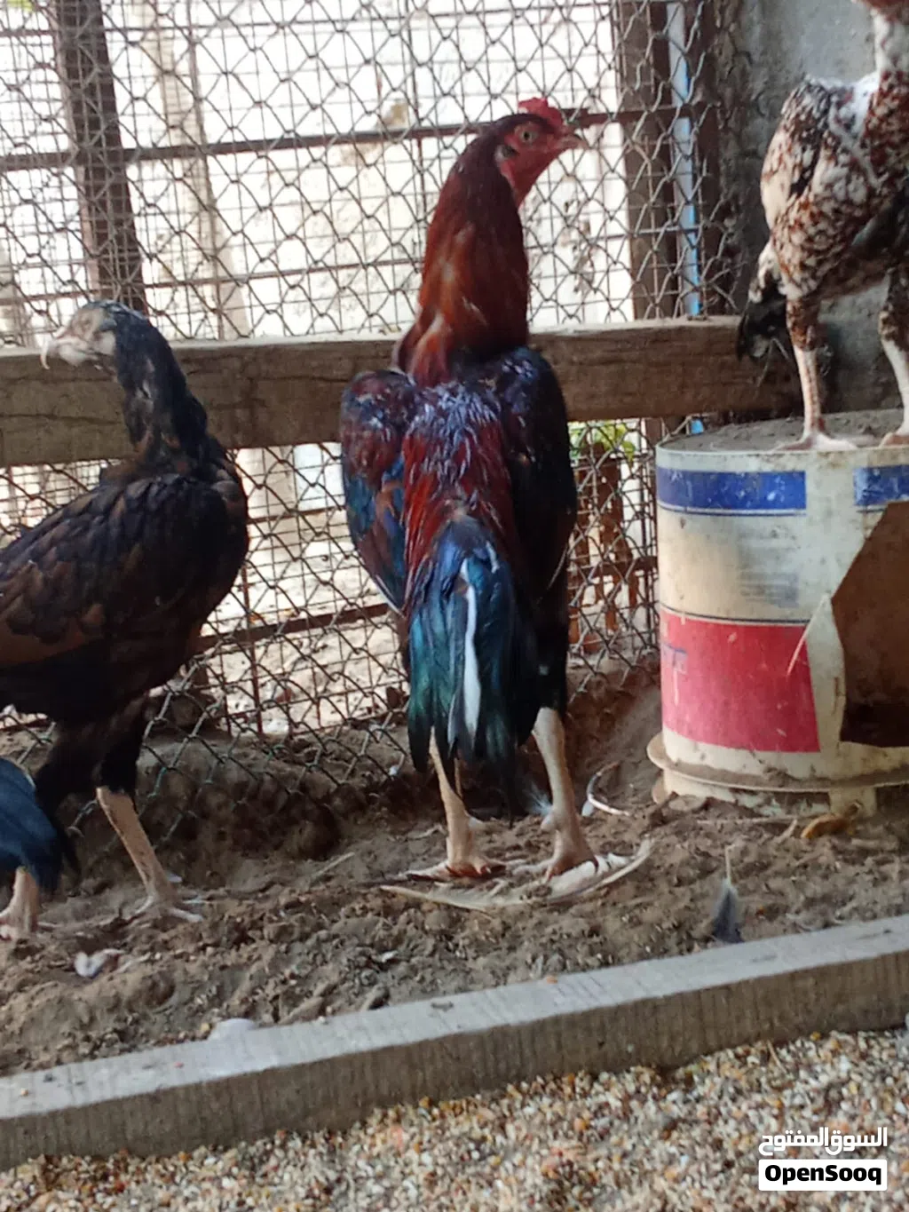 ديك باكستاني