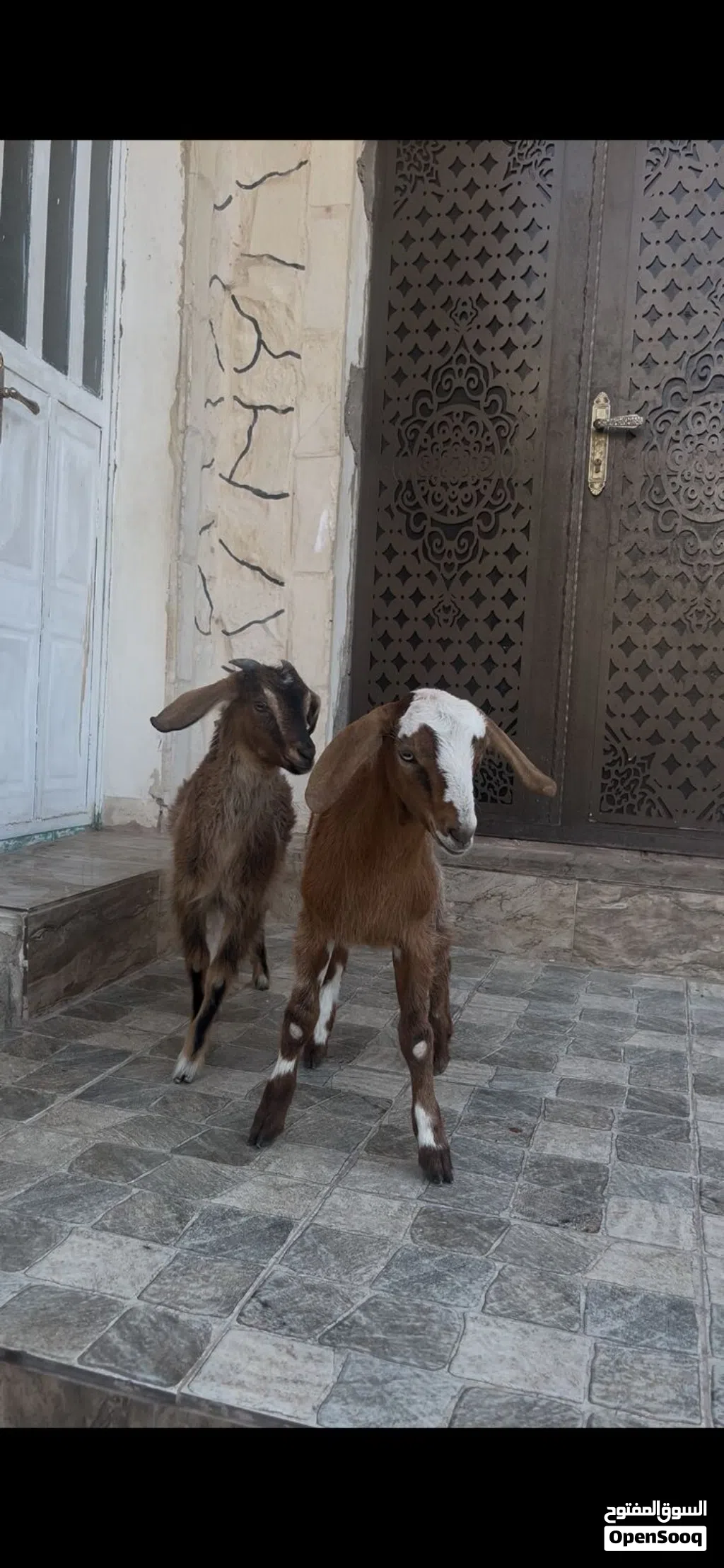 سخله وجدي نحب