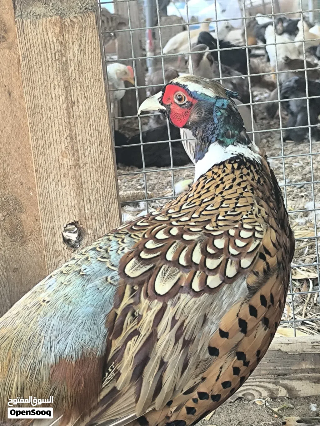 طيور نادرة الفزن و الدجاج و السمان و الحجل و الببغاوات. فصائل و أنواع مختلفة و نادرة(قابل للتفاوض)