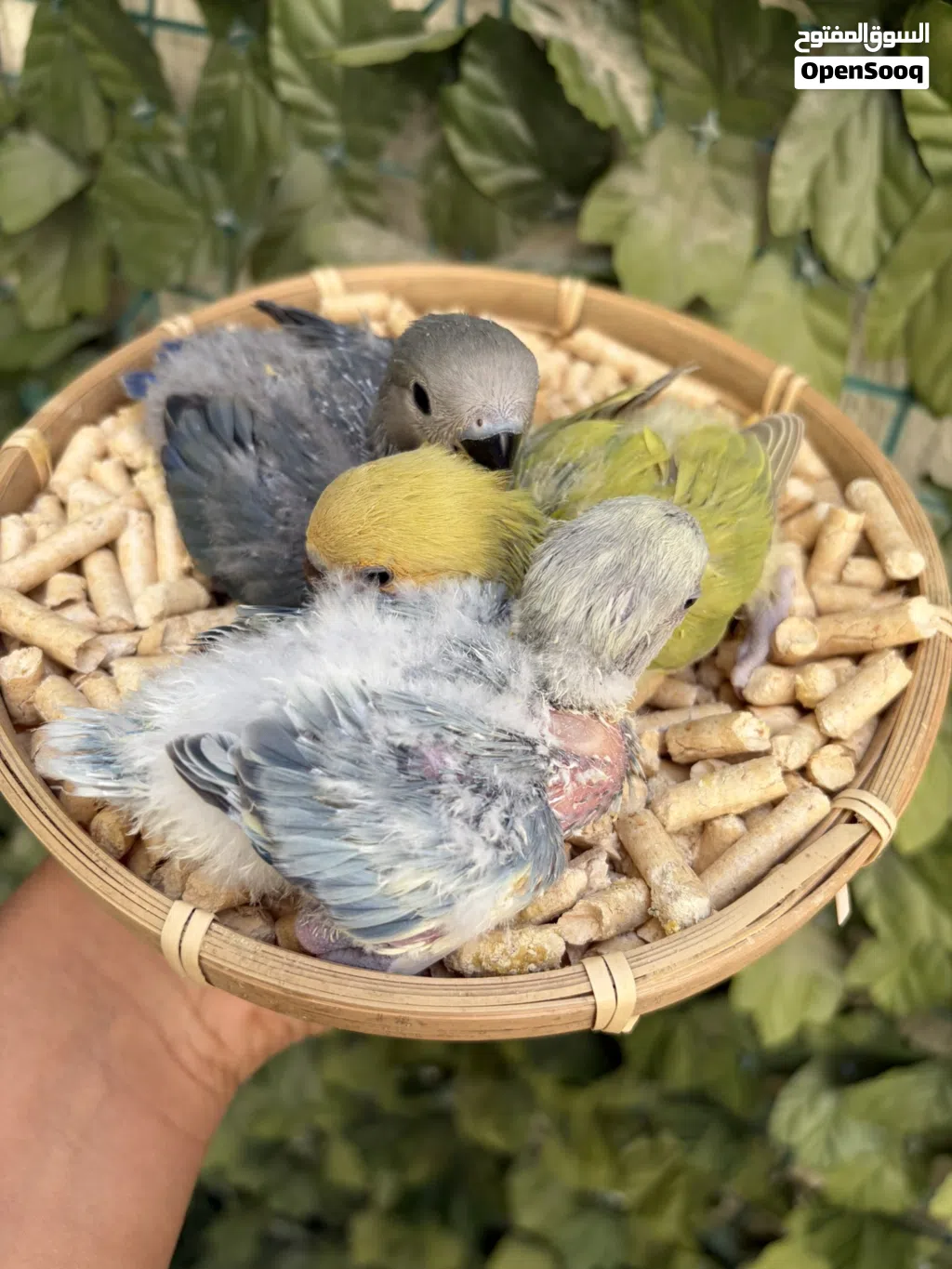 فروخ لوف بيرد ألوان جميله جداً