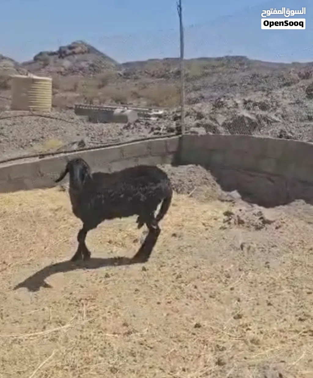 للبيع جاعدة هندي ع سوداني