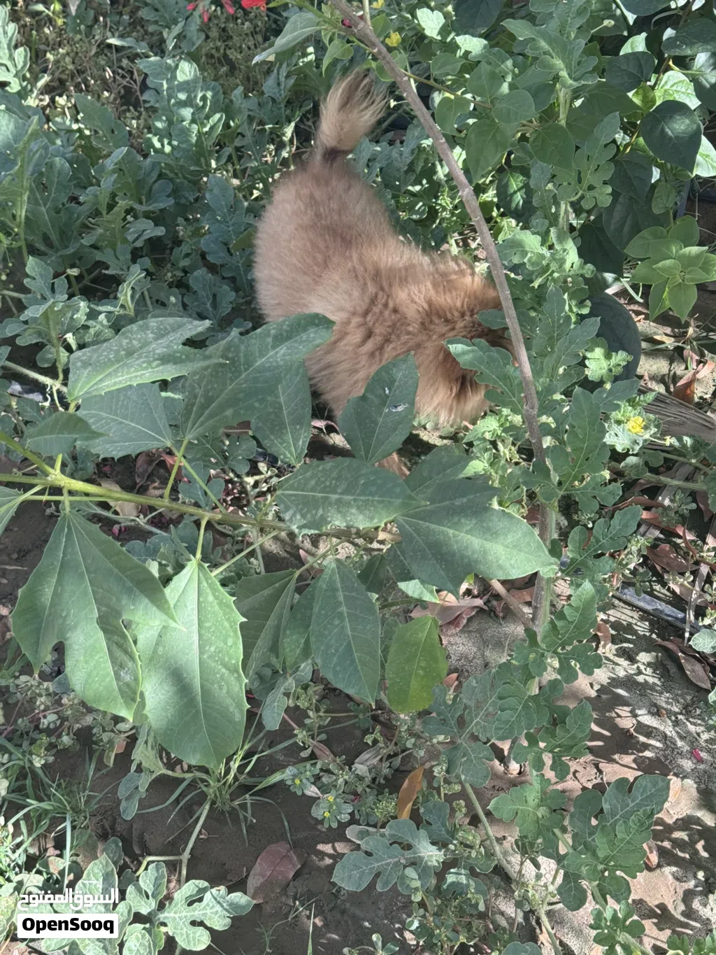 كلب Pomeranian