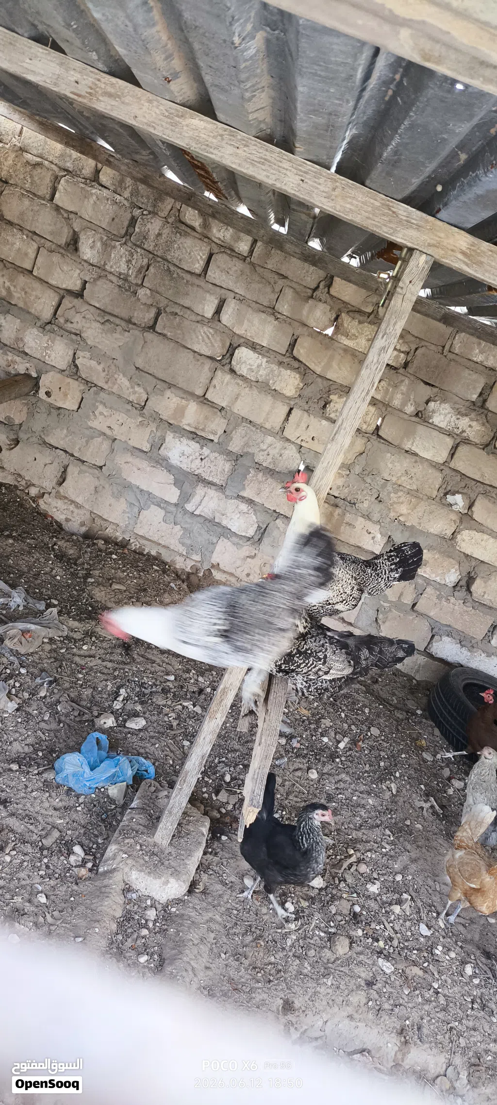 دجاج عربي للبيع