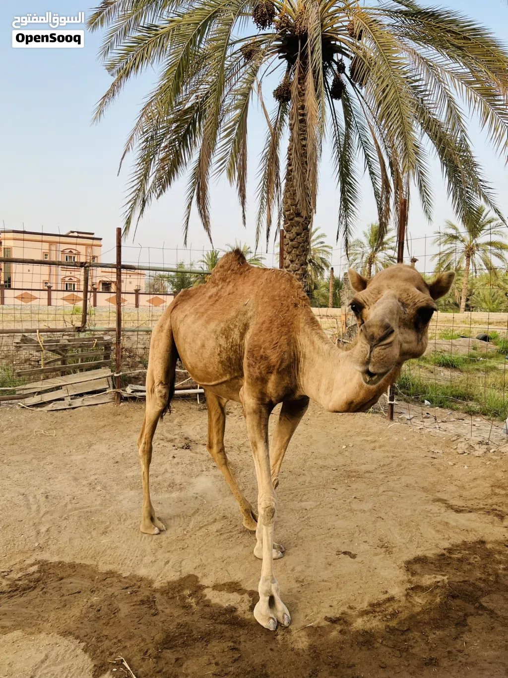 لبيع ناقه صغيرت سن