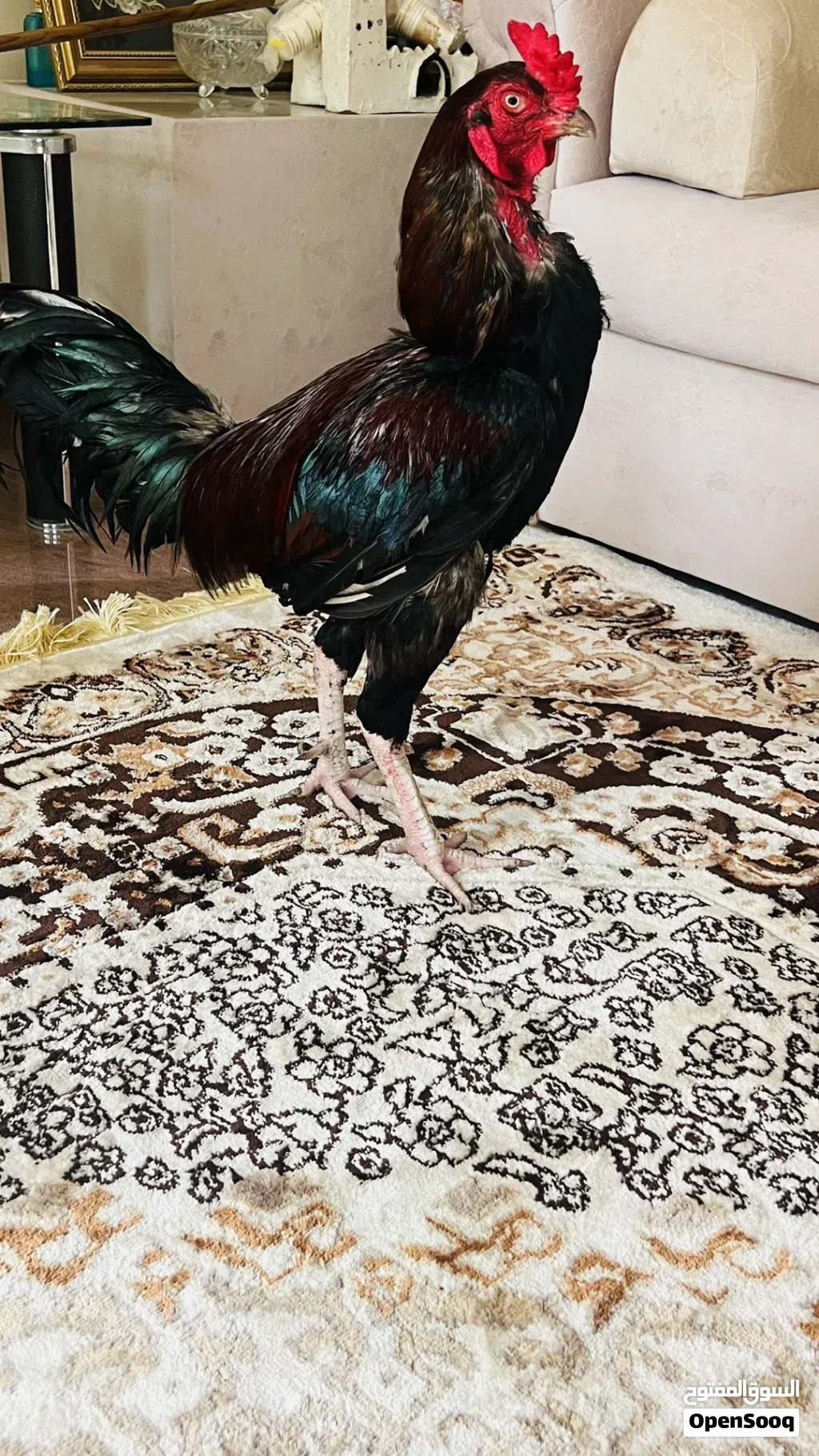 ديك سندي ماشاءالله اموره طيبه