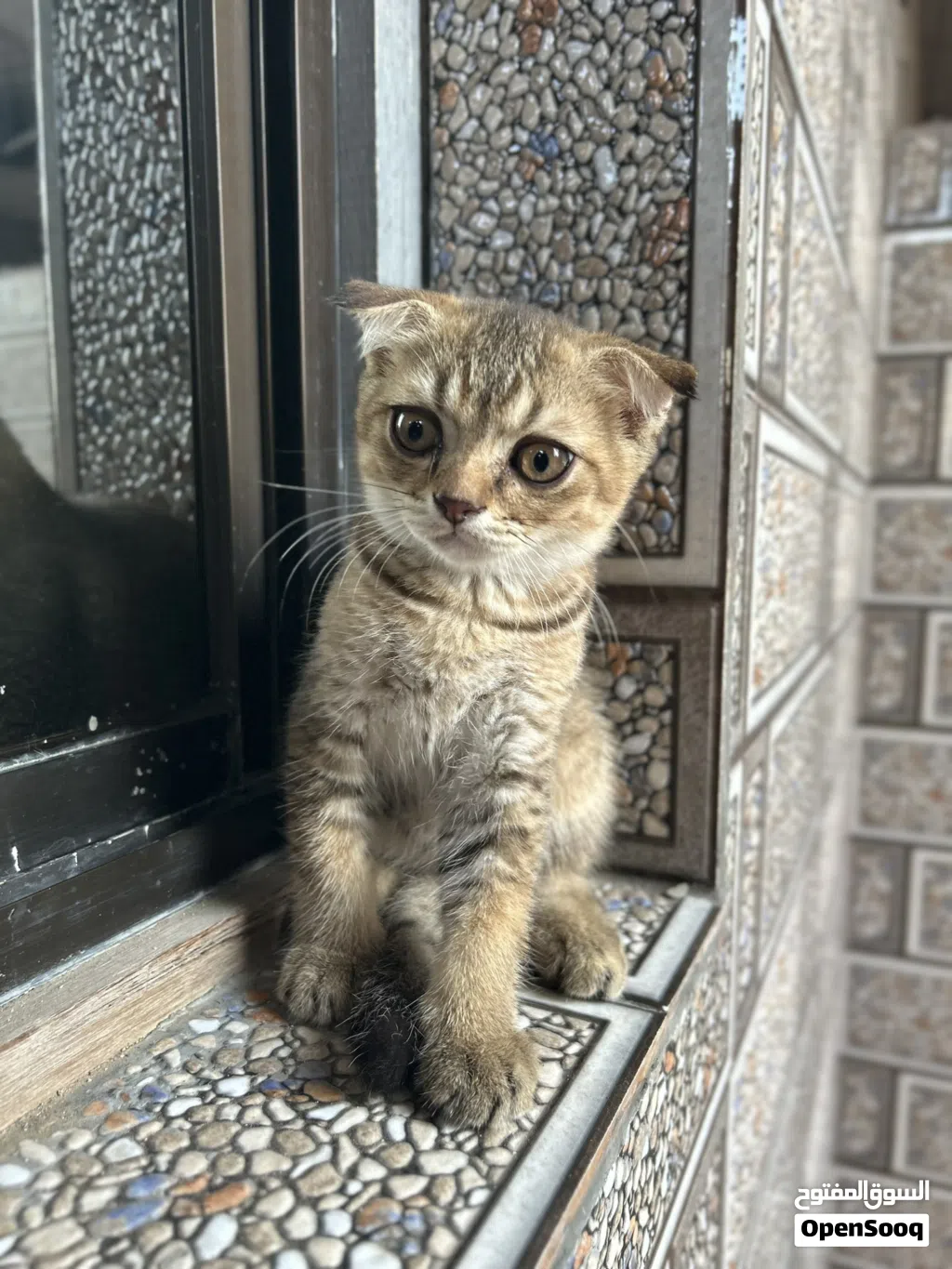 قطط سكوتش صغيره