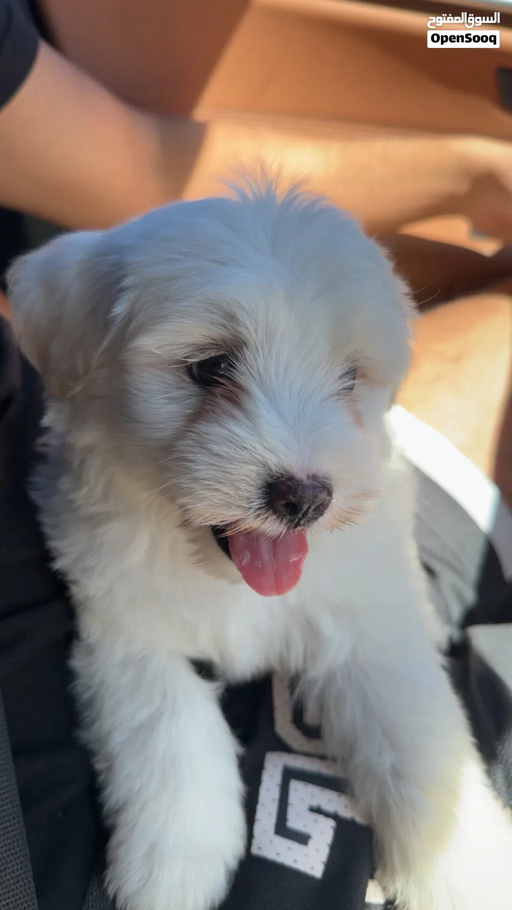 Maltese for sale