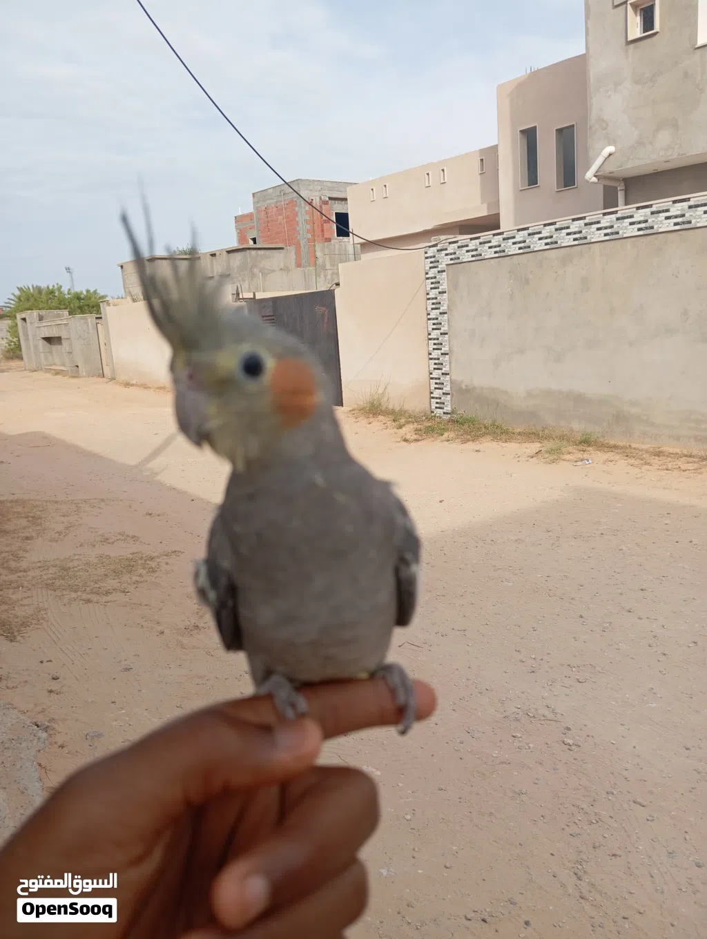 كوكتيل حبشي امروض للبيع
