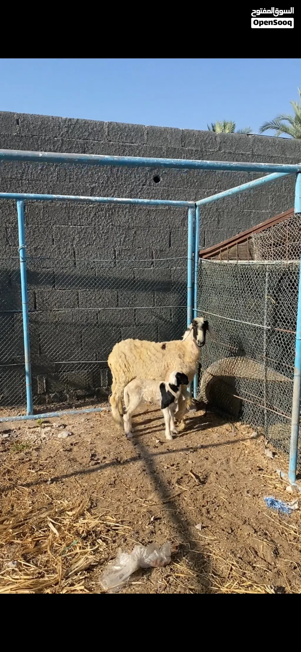 للبيع جعد هنديات الي يدور الزين لايفوت جعد حلوات للتربيه تحتهن كبش وحمله ورويانات الحمدالله شوف الوص