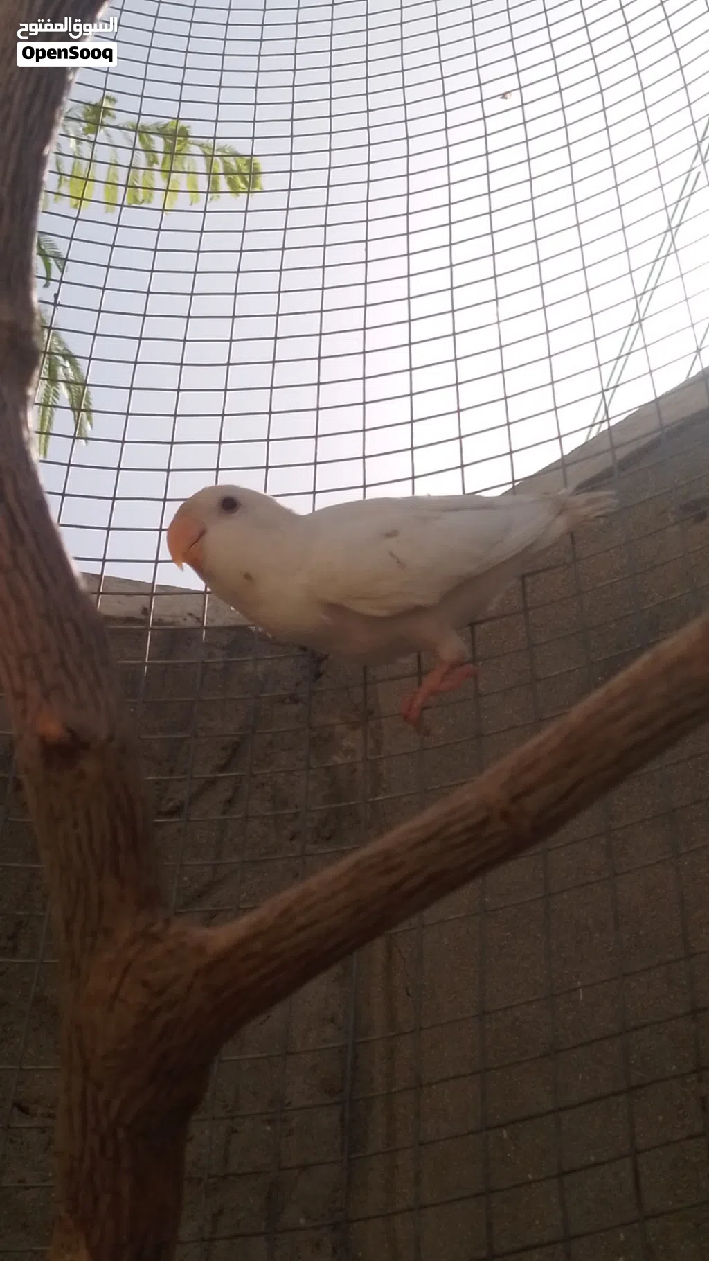 فرخ عصفور روز ابيض