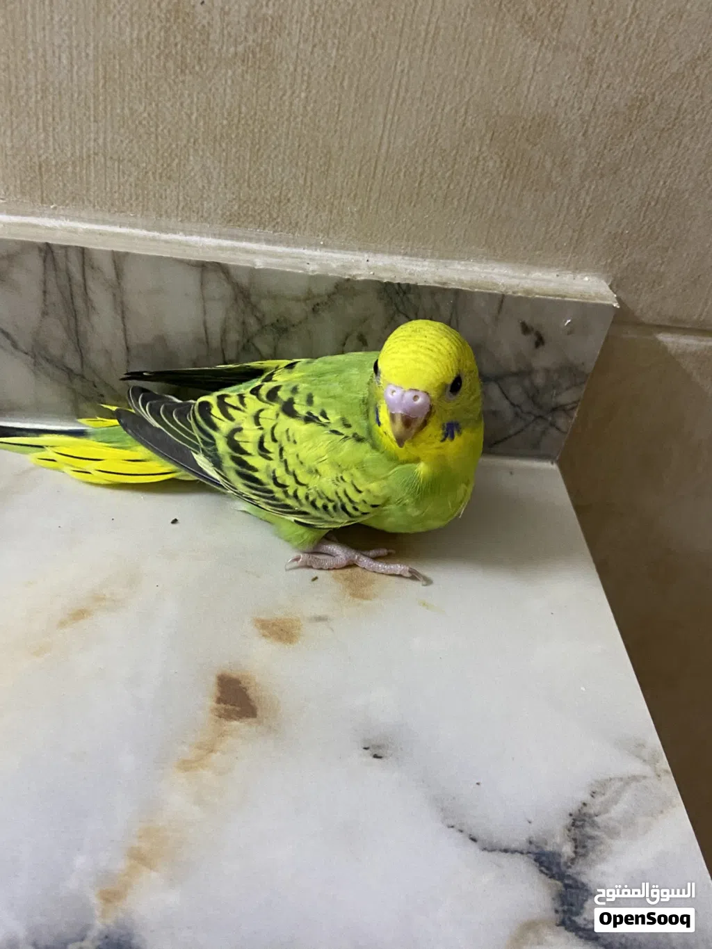 فرخ بادجي العمر شهر