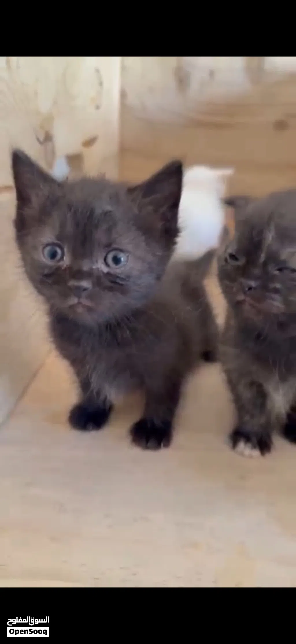 British shorthair chocolate