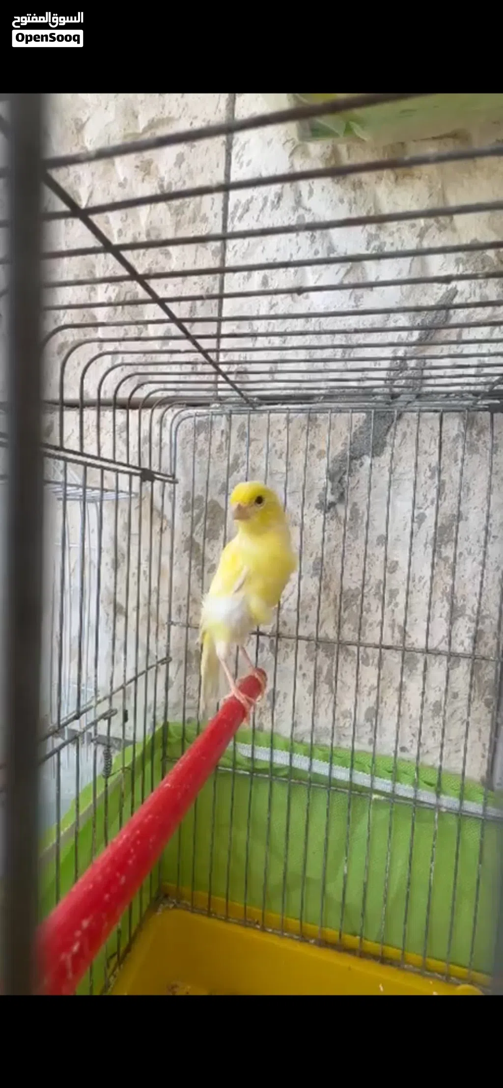 جوز كنار البيع الله يطرح البركة لأصحب نصيب