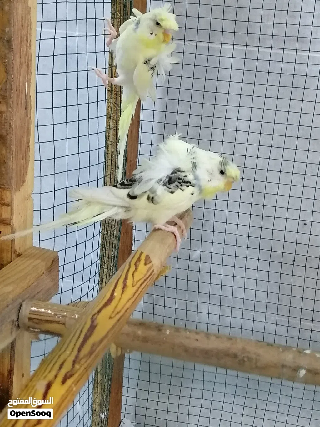 طيور حب هاجرمو شكري برصاصي