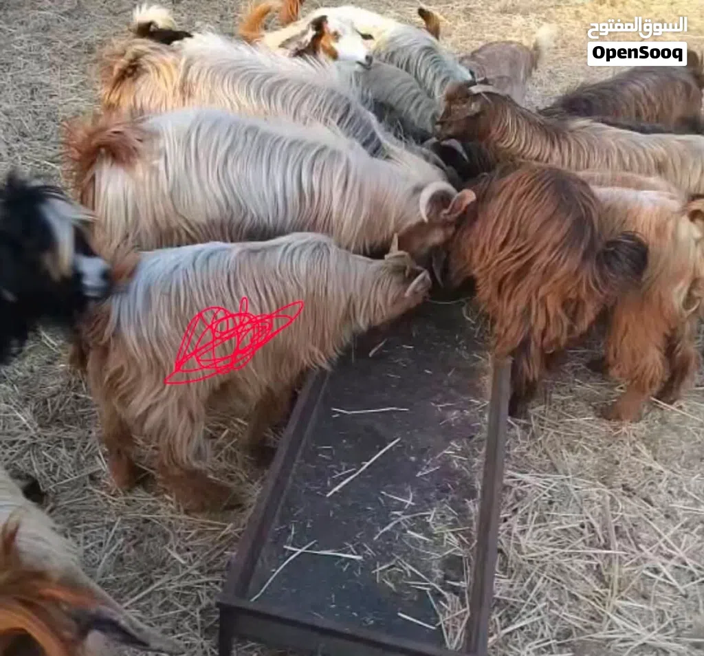 شاه سعيديه اصيلة