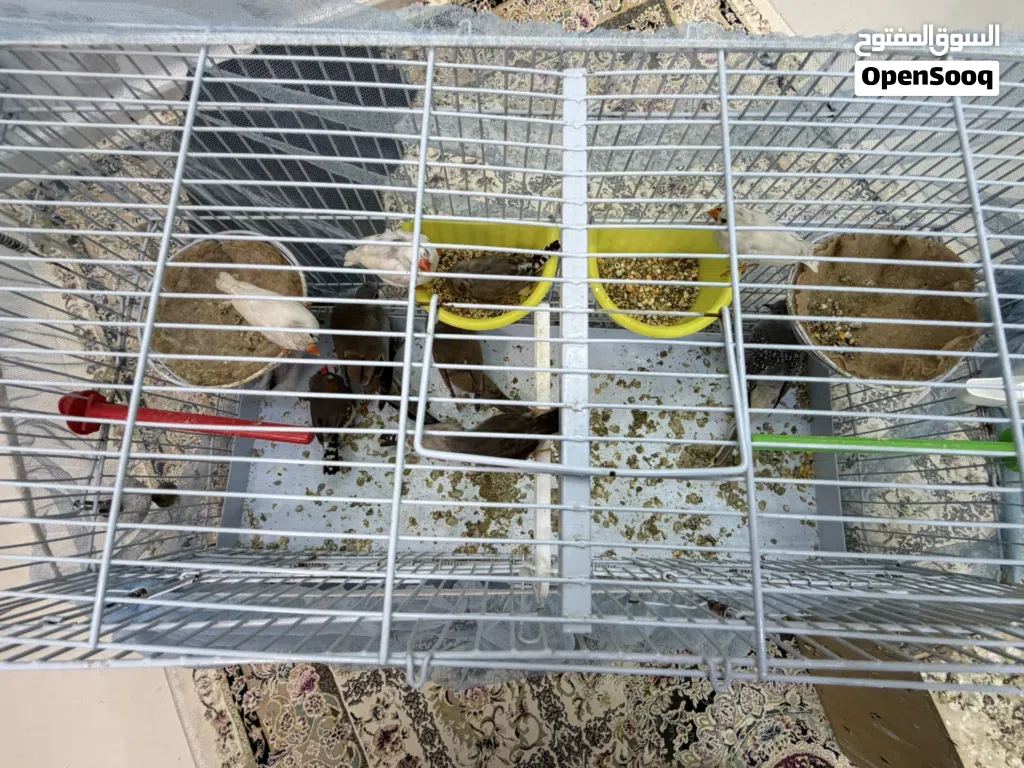 7 finces and 2 doves for sale