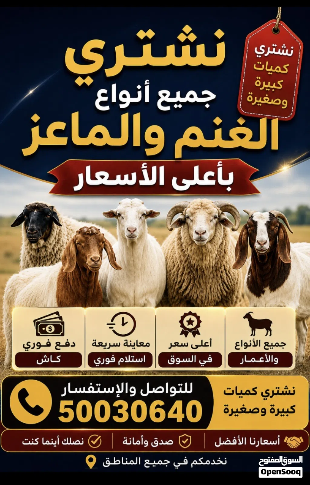 نشتري جميع أنواع الغنم