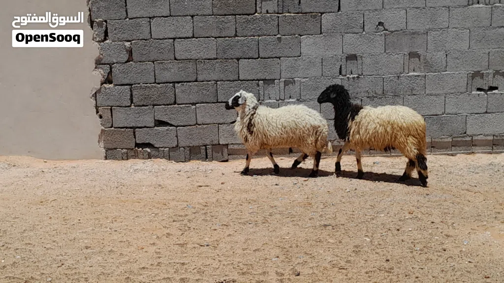 2فطايم وطنيات ربي يبارك عمرهم ف6شهور سليمات من العيوب متع تربيه او موس لبيدبح...