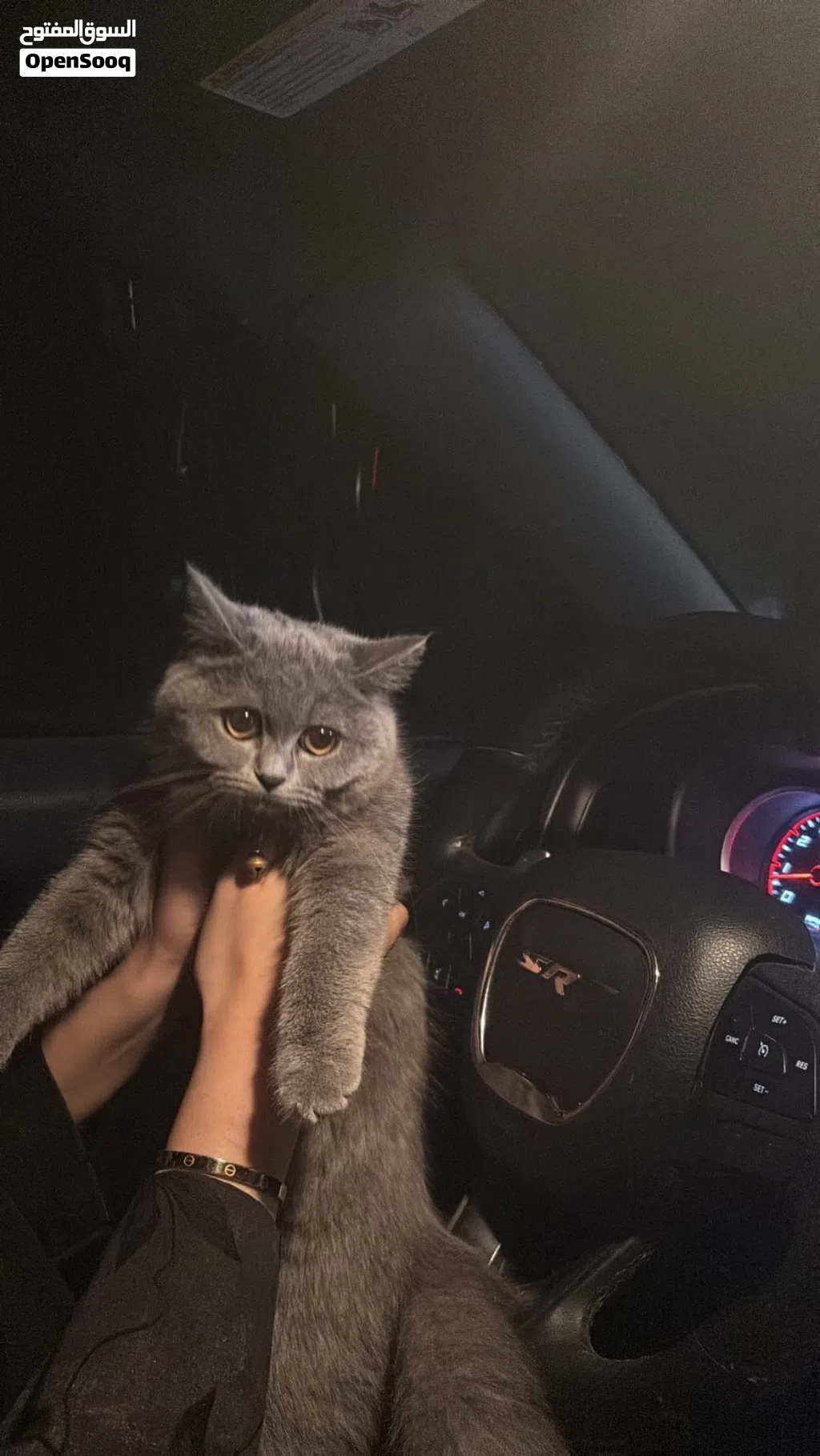 قطة بريطاني