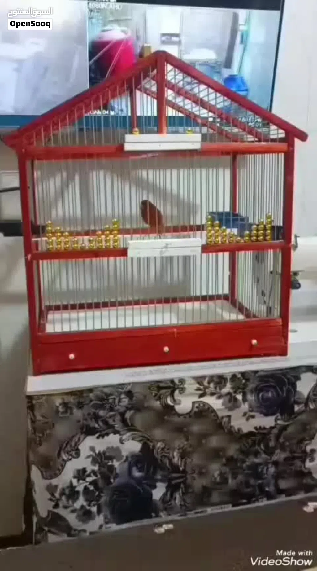 للبيع طير كناري احمر