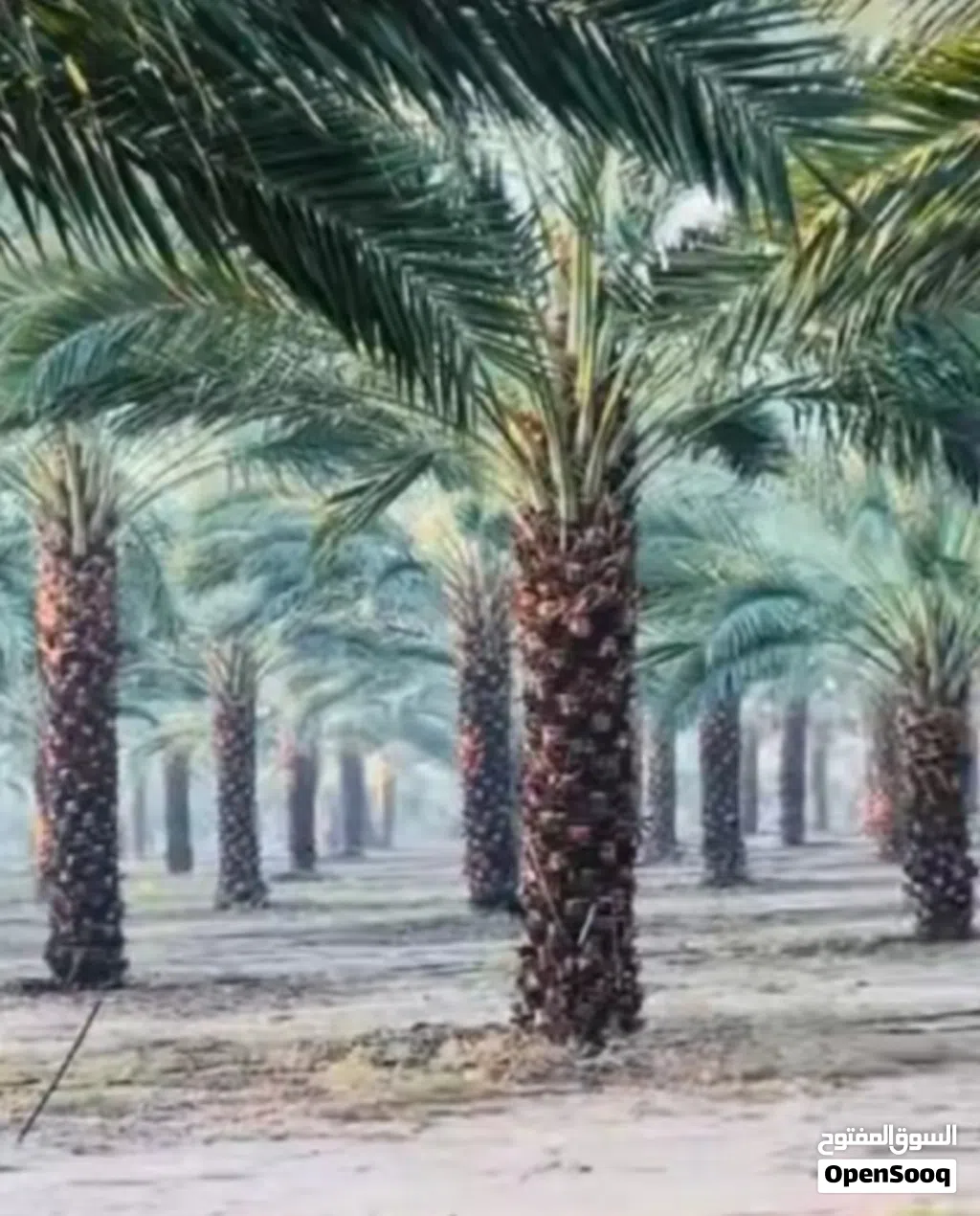 لامتلاك بركة الأرض.. نخيل مثمر من أجود الانوع الوصف: نعلن عن توفر نخيل مثمر (النوع طابوني..حلوي