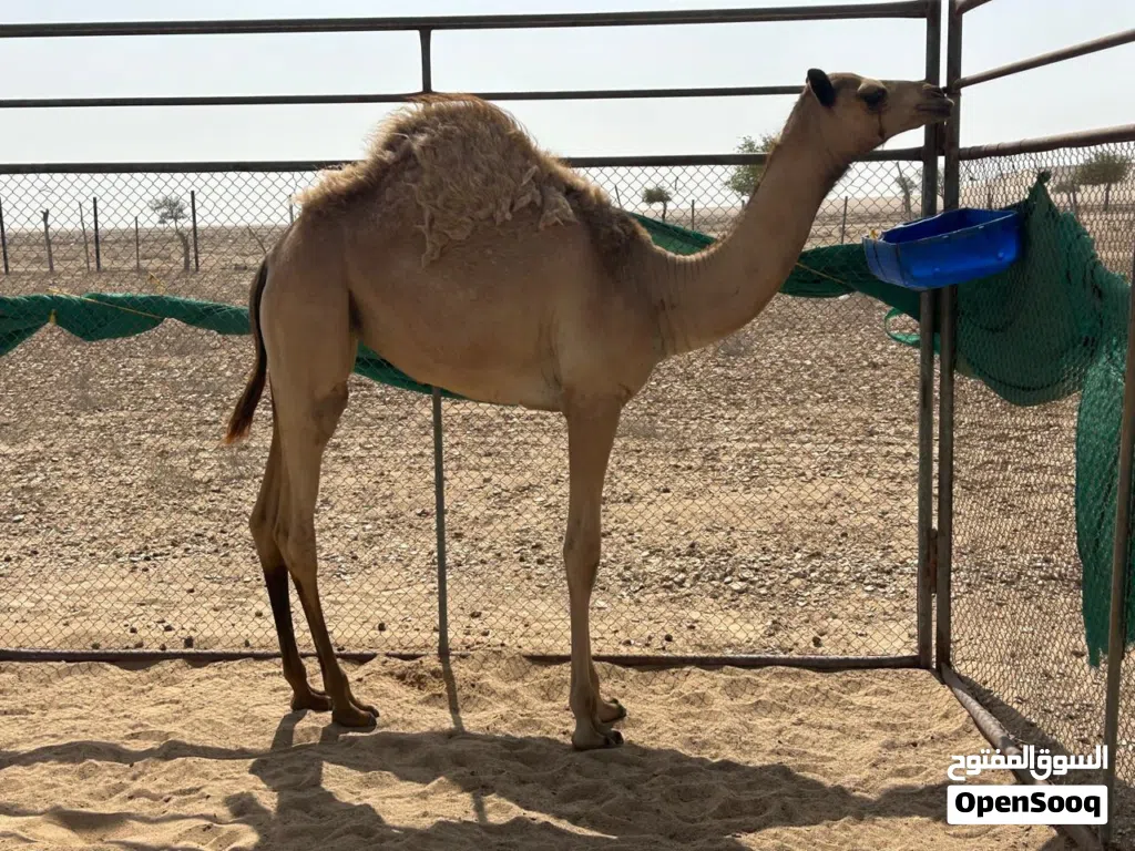 بكرة حواره للبيع