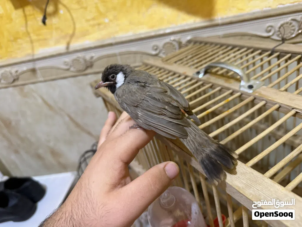 بلبل أليف عمر شهر ونص مخلف جاي يصبغ راسه مال ابو الخصيب اقره الوصف