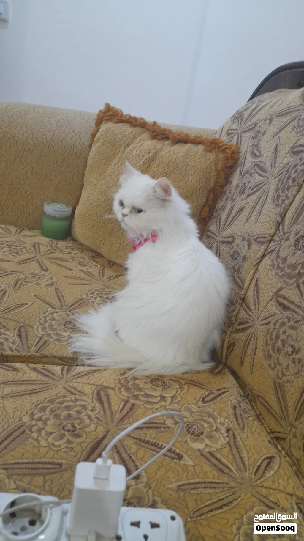بسه موجوده بالسلط