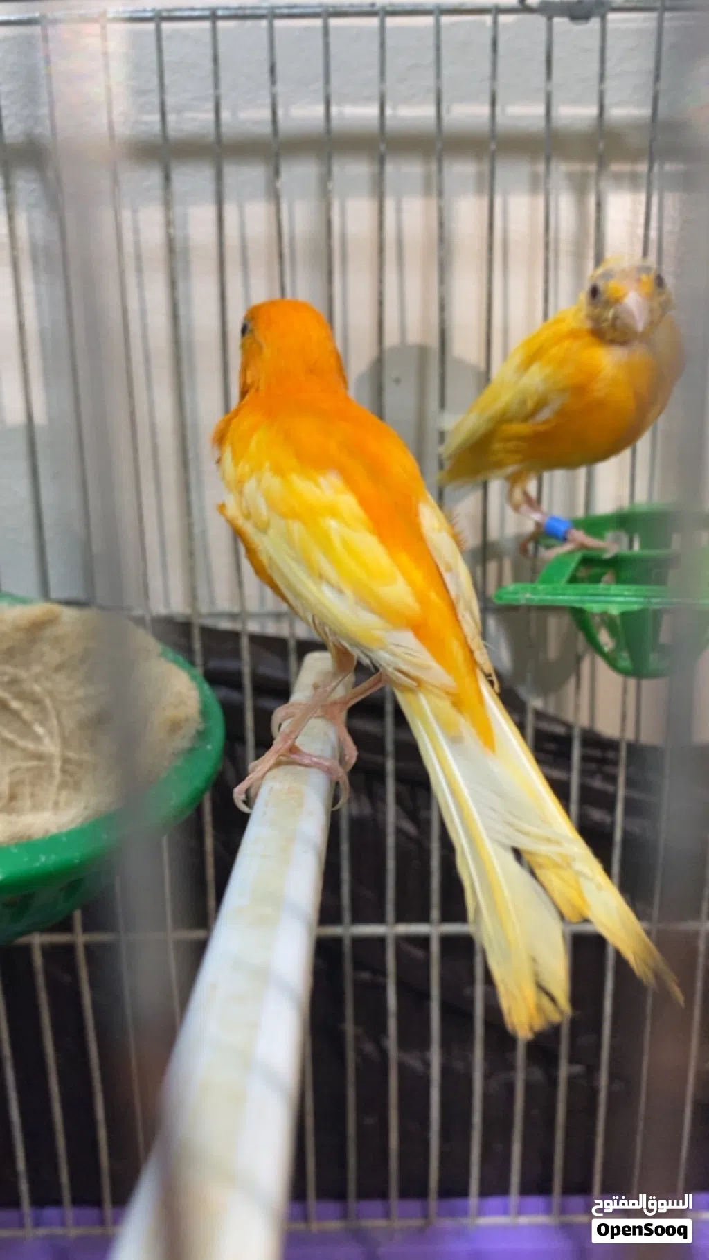 جوز كنار الفحل احمر الطيرة جزرية