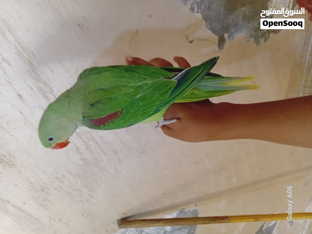 فرخ كاساندرا ايه من الجمال مرسوم رسم العمر شهرين ونص بدايه فطم حجم جامبو زق يدوي اليف مليون بنيه الم