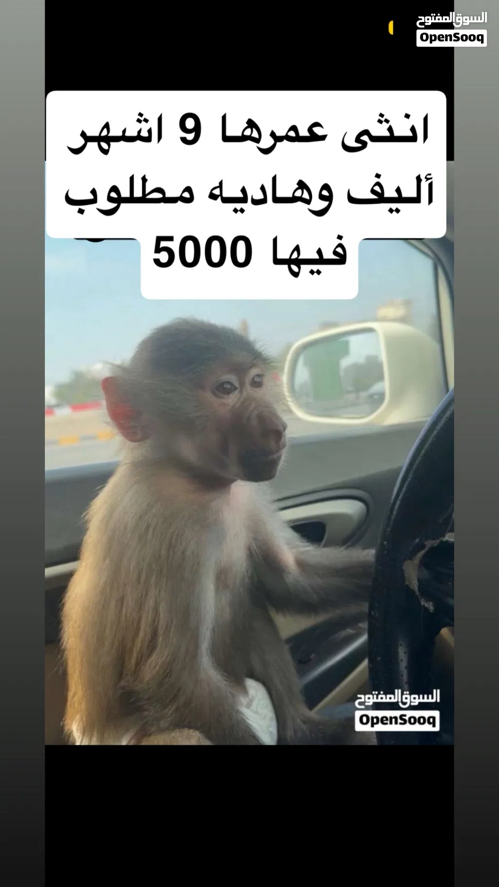 قرده انثى عمرها 9 اشهر