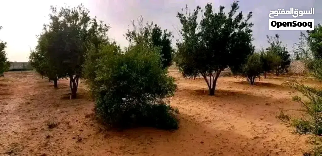 هكتار للبيع ف بير التركي بالقرب من مشتل المزوغي ومسجد الزوبيك