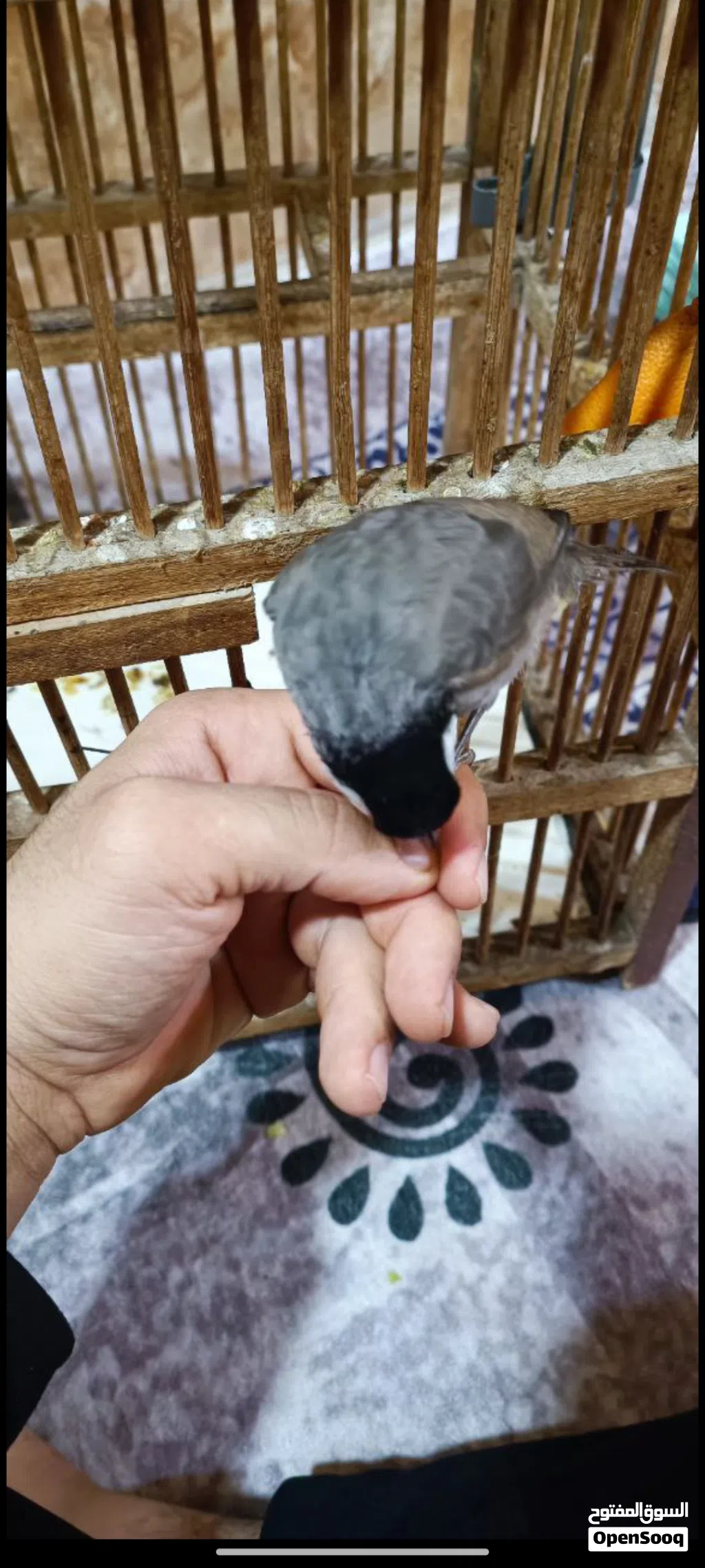 بلبل للبيع او مراوس حسب القناعه