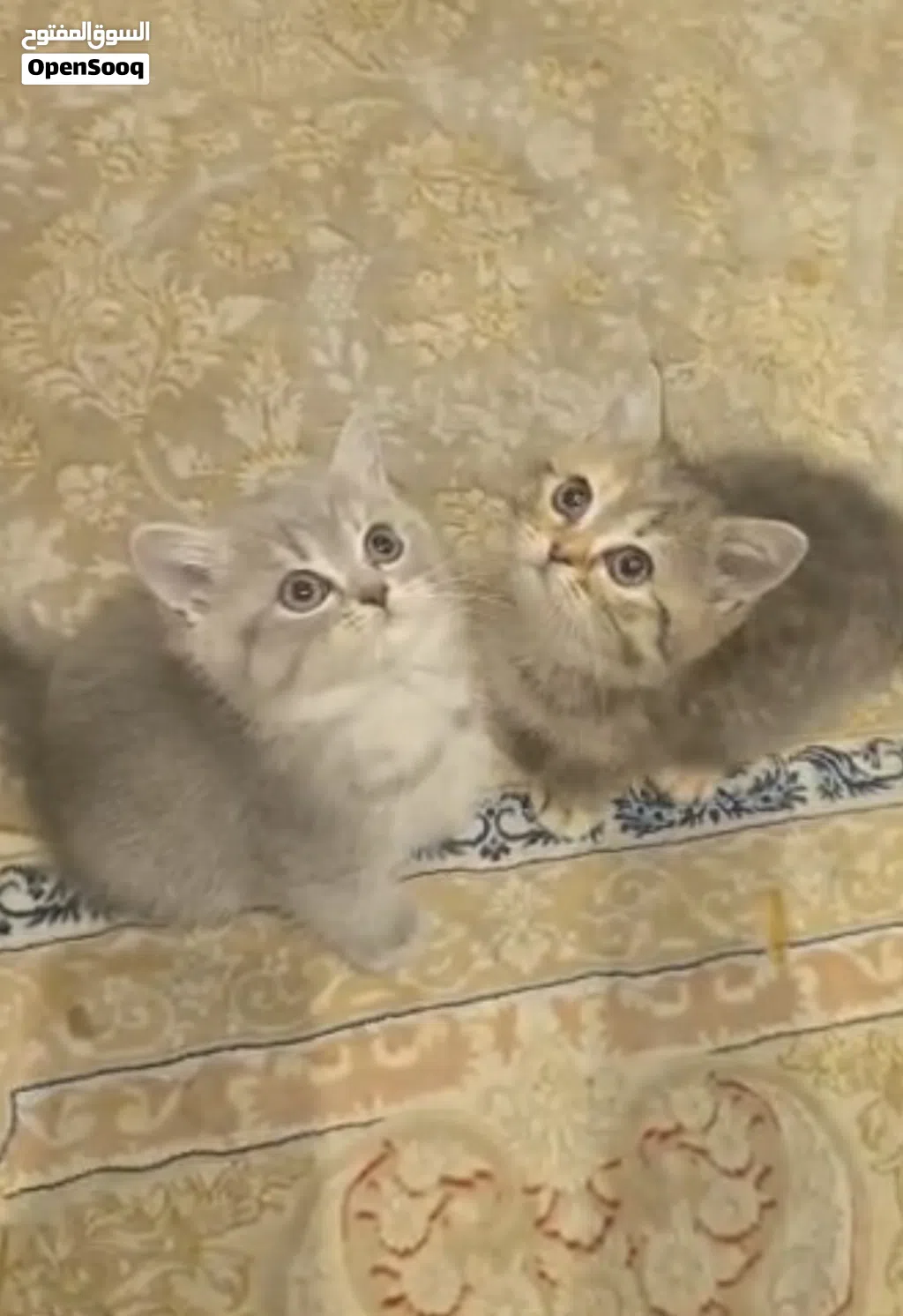 ذكر وانثى سكوتش