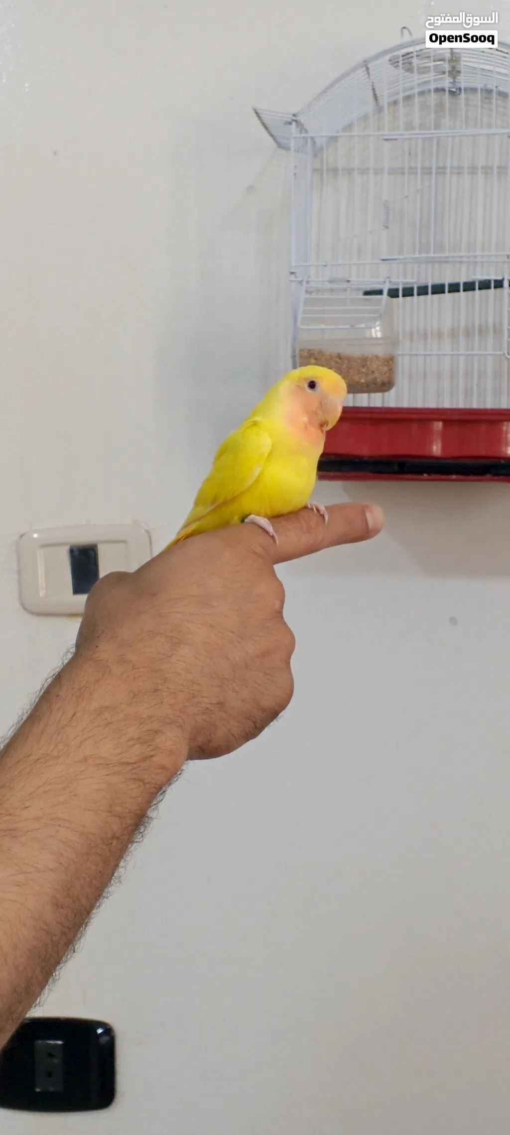 متاح روز رد فيس مروض