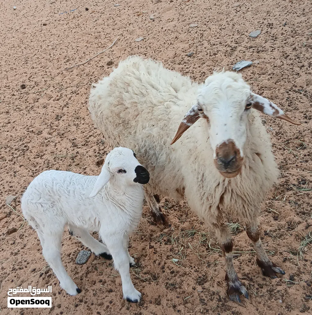 نعجه الله يبارك والده