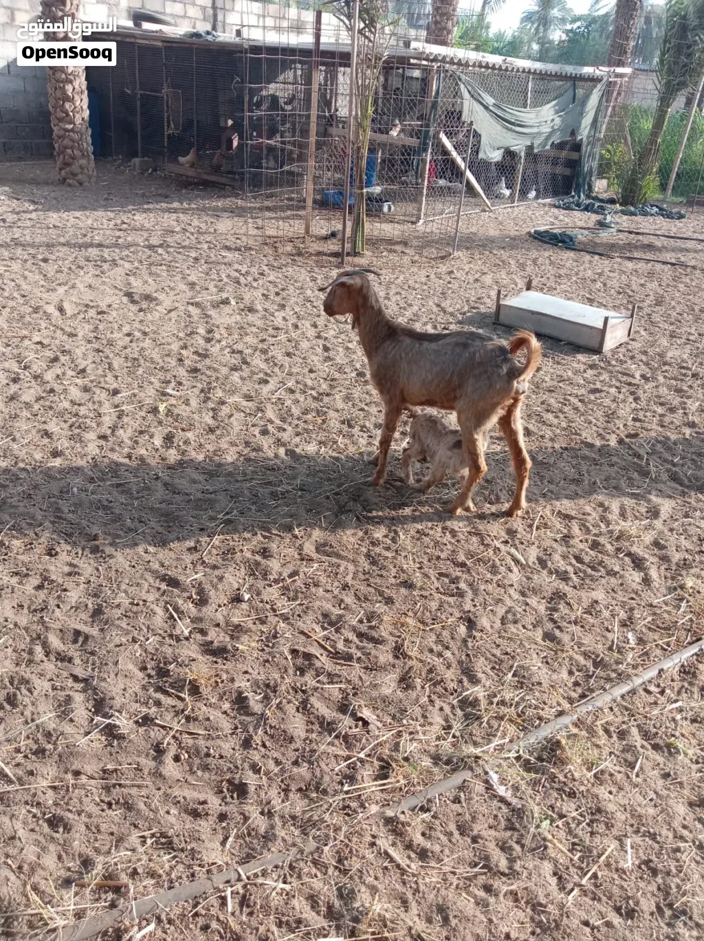 للبيع هوش 4