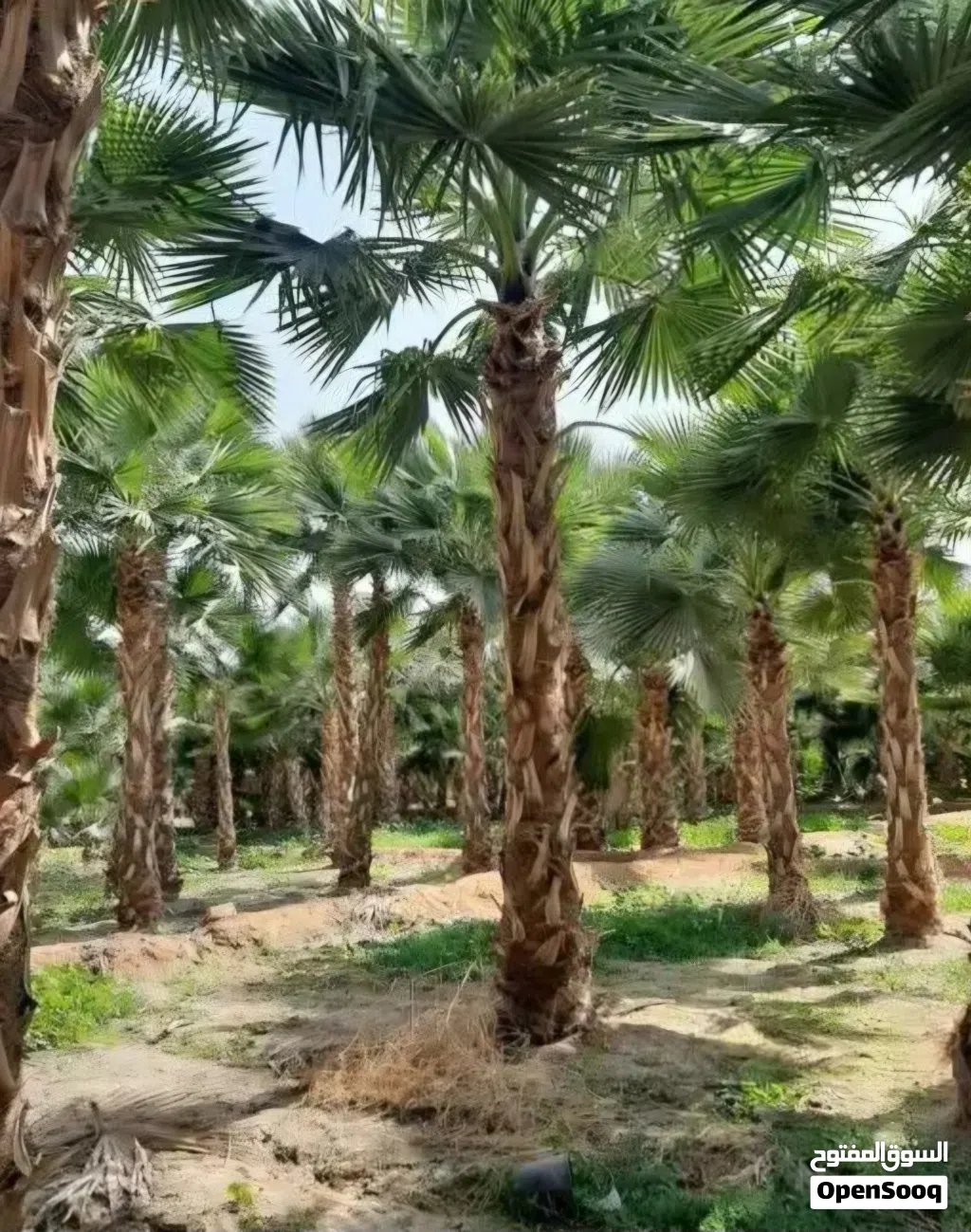نخل نخيل واشنطن وعربي مثمر جميع الأنواع ولمقاسات متوفره توصيل الاجميع مناطق المملكة