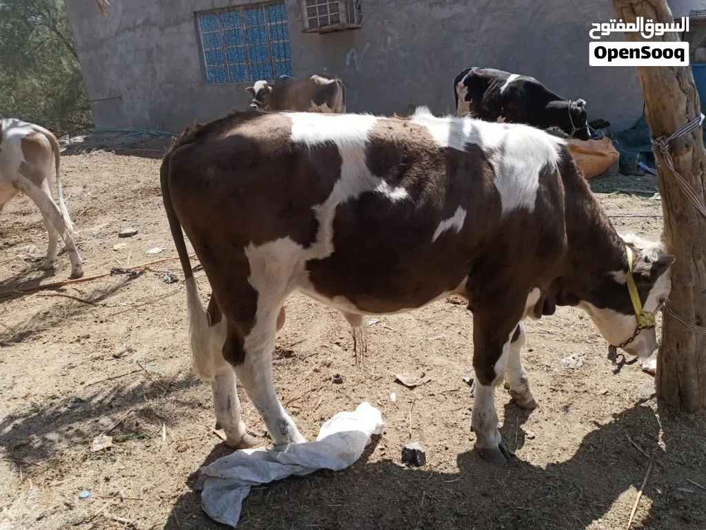 عجول عراقيه سمان شرط الصحه يفيد رباط يفيد ذبح