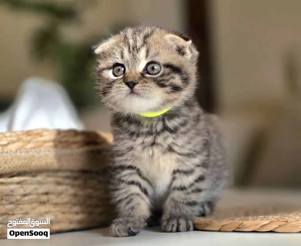 amazing cute Scottish fold short hair tabby