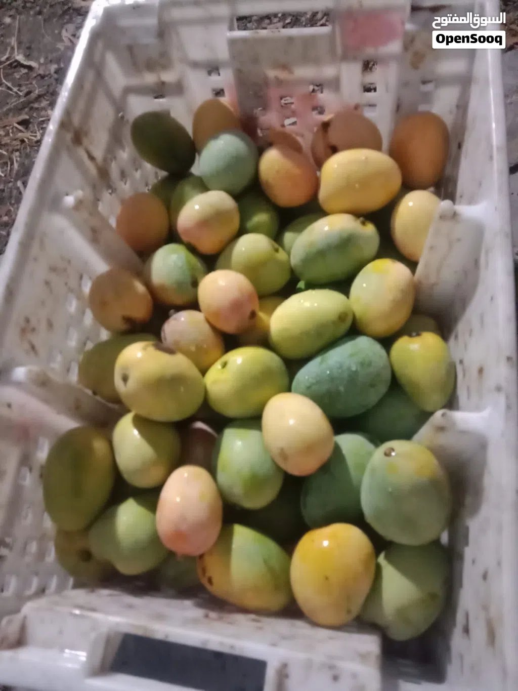 ليمون و حدال وهمبا ناضج اصفر للبيع