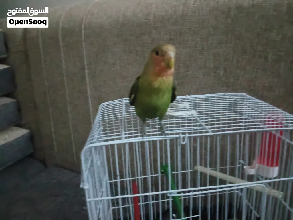 روز مروض فل اتناديه يجي انتي